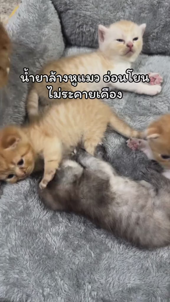 BEARING Cat Tea Tree Oil Ear Care Gel เจลเช็ดหูแมว น้ำยาเช็ดหูแมว ทำความสะอาดหู ลดกลิ่น ป้องกันอักเสบ ฆ่าเชื้อ 100 ml