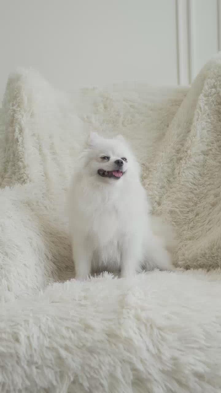 BEARING Beauty Lotion for Dog & Cat น้ำยาบำรุงขนสุนัขและแมว บำรุงขนสวย ให้ผิวแข็งแรง ขนนุ่ม ลื่น ไม่พันกัน 250ml